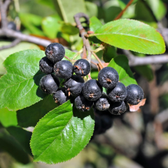 Aronia Berry